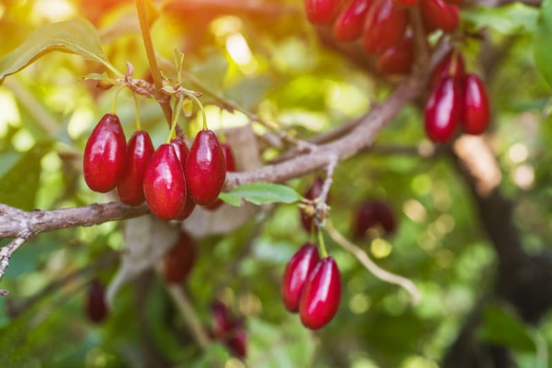 Plody dřínu jsou jedlé červené podlouhlé peckovice, kterým se říká dřínky. Na první pohled svou barvou i tvarem připomínají šípky. 