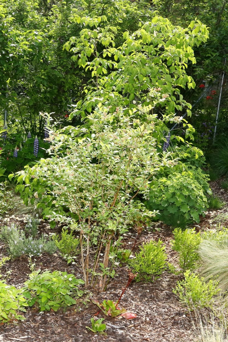 Moderní zahrada ctí ducha První republiky - Obrázek 7 - kanadská borůvka - Vaccinium corymbosum