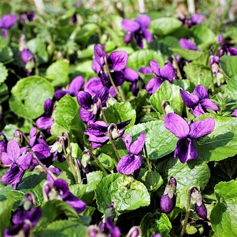 Nejlepší byliny pro jarní detox sbíráme v dubnu: Fialka neboli violka vonná (Viola odorata) vyrůstá brzy na jaře z podzemních oddenků a kvete většinou počátkem dubna. Od ostatních druhů violek se odlišuje typickou intenzivní vůní a tmavou barvou květů.  