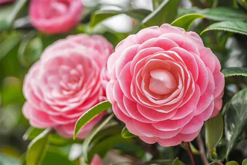 Proč doma pěstovat květiny: Kvetoucí kamélie (Camellia) filtrují stopy těžkých kovů, např. rtuti či olova.