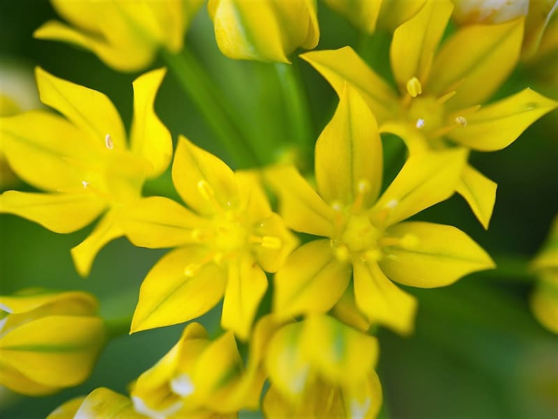 Česnek zlatožlutý (Allium moly) s jasně žlutými květy na jemně zeleném stonku dorůstá do výšky maximálně 30 cm. Kvete od května do srpna
