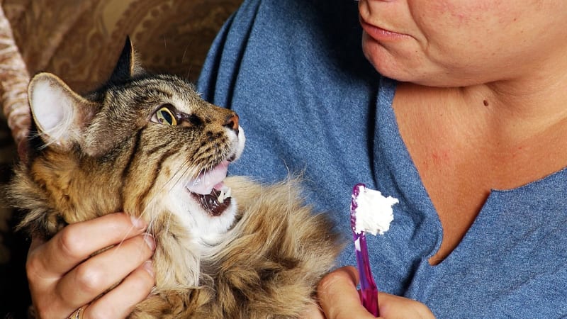 O chrup kočky se sice nemusíte starat tak pečlivě, jako o ten svůj, ale měli byste dbát na to, aby se kočce neudělal nepříjemný zubní kámen a zánět dásní, který ji může hodně potrápit. Čištění zubů by se mělo stát rituálem, který je nedílnou součástí péče o vašeho kočičího domácího mazlíčka. 