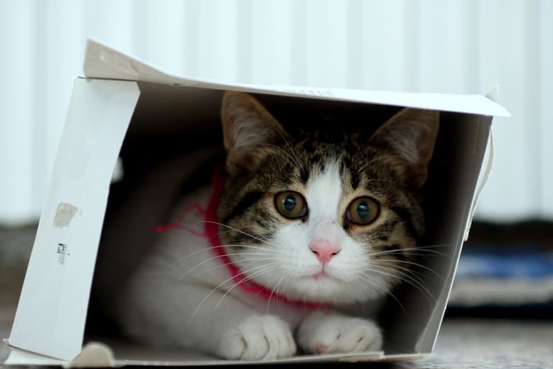 Kočky v krabici - Obrázek 6