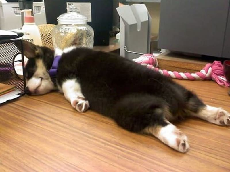 GALERIE: Jasný důkaz, že psi dokáží usnout kdekoliv a kdykoliv - Obrázek 17