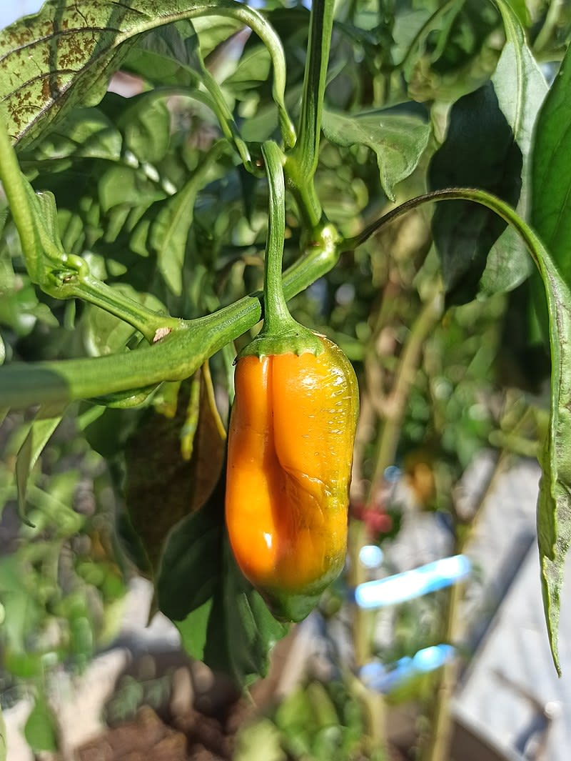 Jak pěstovat chilli papričky 3