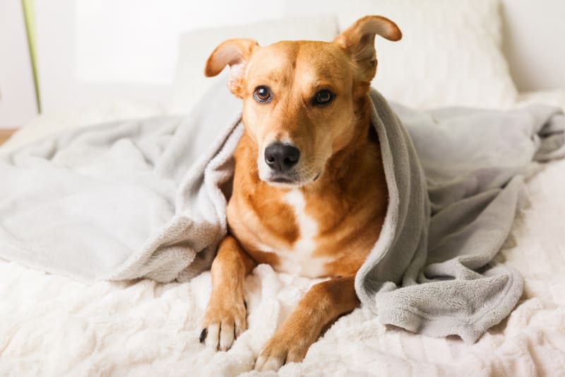Jak psi spí v posteli: Někteří psi lezou pod peřinu. Neschovávají se. Hledají teplo a vůni svého páníčka.