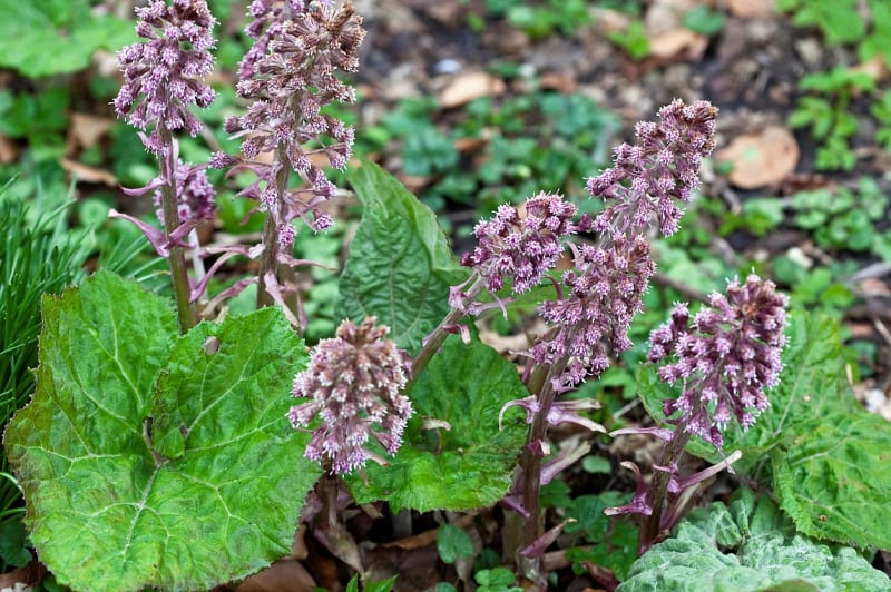 Devětsil lékařský (Petasites hybridus) je vytrvalá bylina, má silný oddenek a typické purpurové nebo růžové hroznovité květy, které se objevují brzy na jaře a výrazně voní.