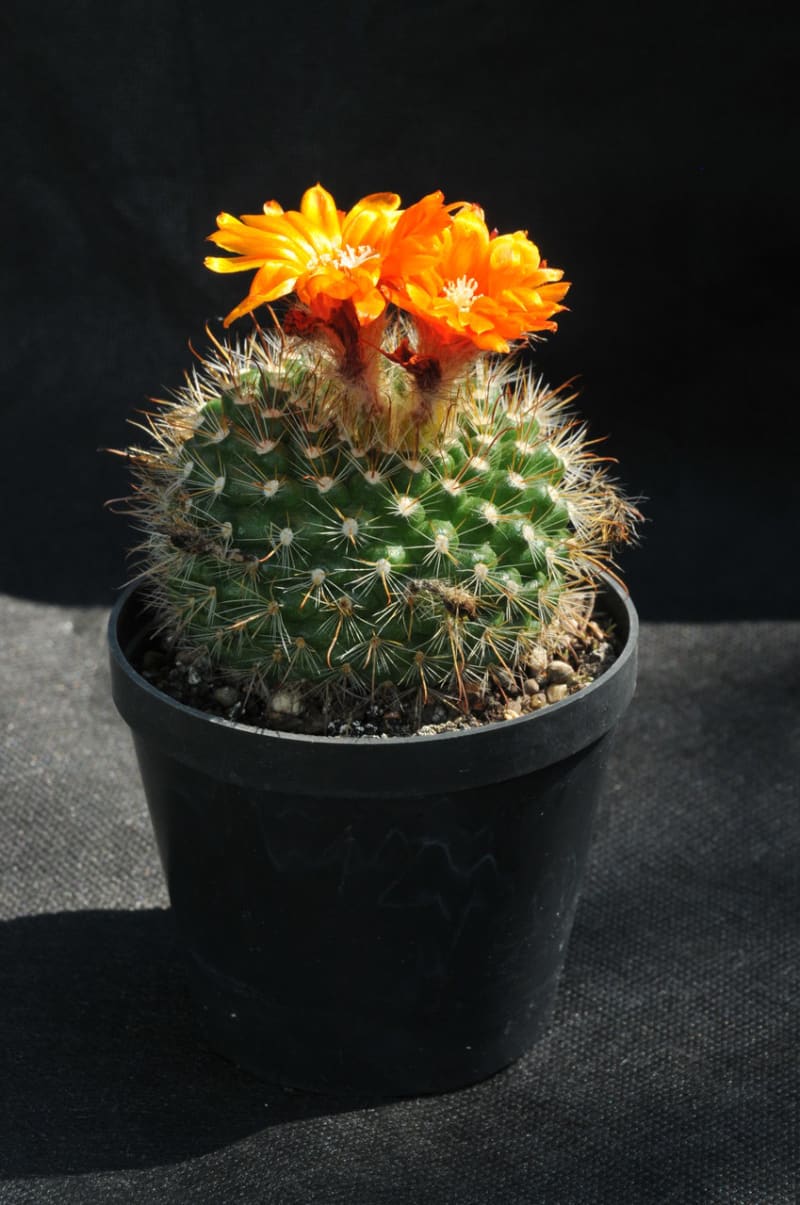 Nenáročné kaktusy  - Obrázek 6 - Parodia