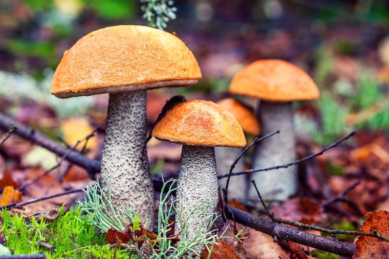 10 nejznámějších hub našich lesů aneb co Čech, to houbař 6