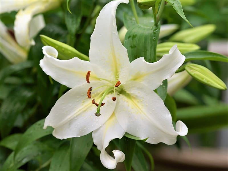 Orientální lilie vykvétají v druhé půli července a počátkem srpna a kvetou až čtyři týdny.  Na snímku kultivar Cassandra® .