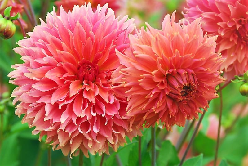 12 rad a tipů, jak zasadit a pěstovat jiřiny, tradiční květiny našich zahrad 29