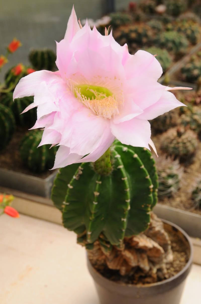 Nenáročné kaktusy  - Obrázek 2 - Echinopsis