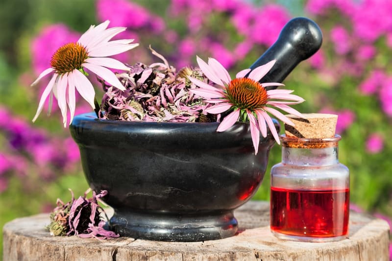 Březnový výsev léčivých bylin: lihový extrakt z kořenů, tinktura, sirup a čaj z květů echinacei jsou doporučované jako podpůrná léčba při chorobách z nachlazení, angínách či zánětech močových cest