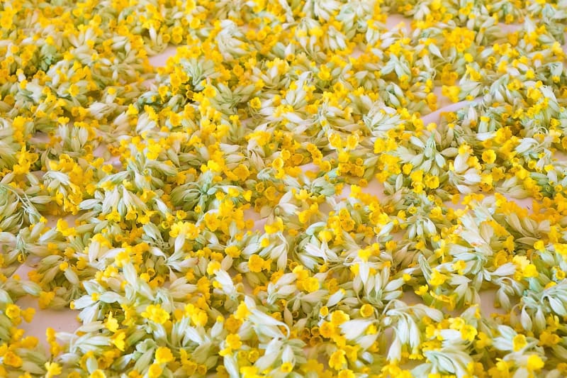 Prvosenka jarní lidově petrklíč: Správně sušené květy mají slabě medové aroma a nasládlou chuť. Při nesprávném sušení květy zhnědnou a také ztrácejí na účinnosti.