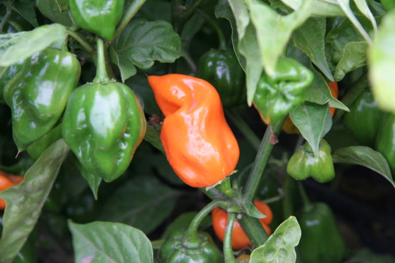 Nové odrůdy paprik - Obrázek 4