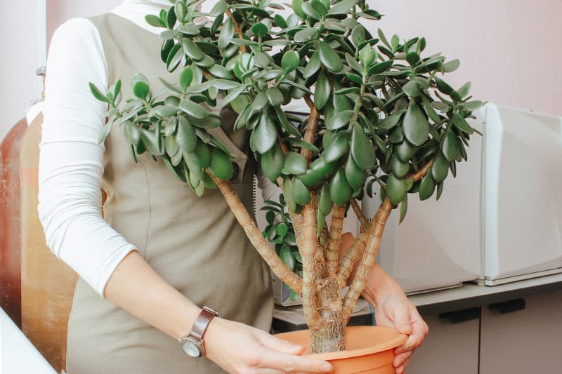 Tlustice: Dlouhověký sukulent můžete pěstovat i jako bonsaj 2