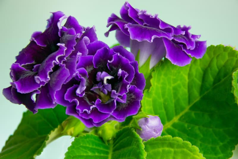 Původní druh pochází z Jižní Ameriky a je příbuzný s africkými fialkami.  Patří mezi velmi oblíbené hlíznaté květiny s chlupatými vejčitými listy, které vyrůstají v rozvolněné růžici.