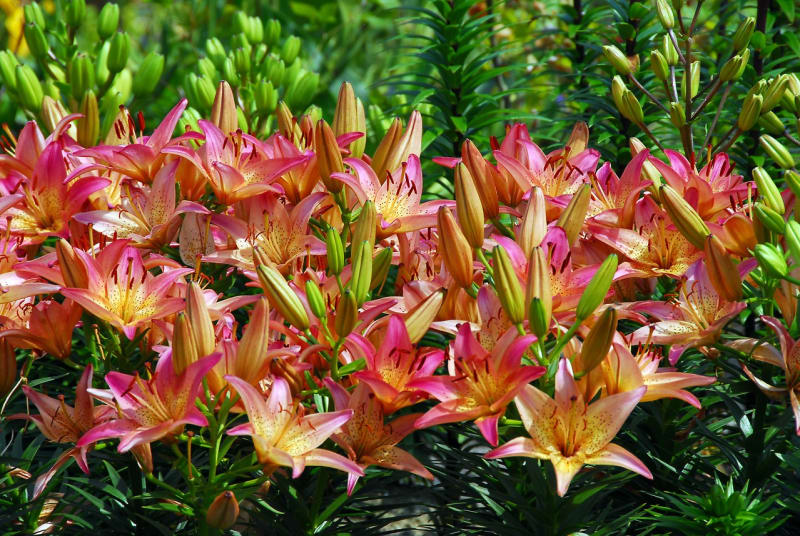 Asijské hybridní lilie jsou nenáročné, mají pestrou škálu barev květů a dlouhou trvanlivost..Na snímku kultivar Pink Pixie ®.