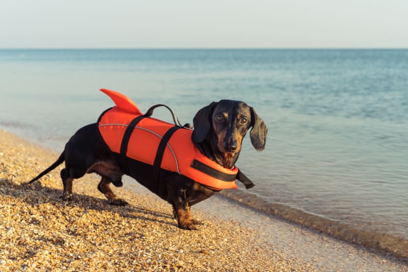 Berete svého psa na dovolenou i k moři?