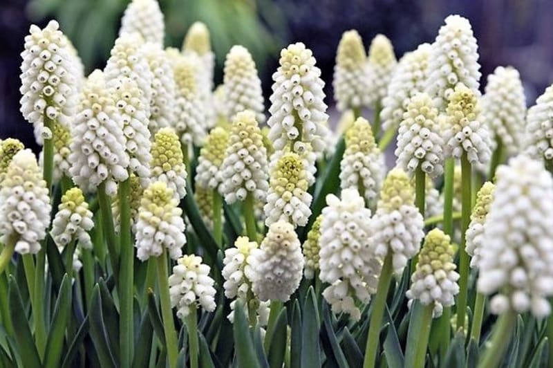 K zástupcům bíle kvetoucích modřenců patří  modřenec Aucherův (Muscari Aucheri), kultivar  White Magic