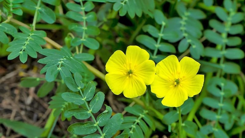 Kotvičník zemní je nenápadná bylina se žlutými kvítky, která se v poslední době dostala ve světě léčivých rostlin na výsluní a těší se velké pozornosti.