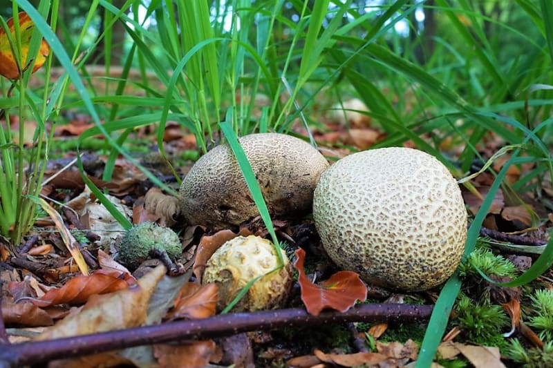 Pestřec obecný (Scleroderma citrinum) je houba všeobecně považována za houbu mírně jedovatou, kterou lze ale využít v malém množství jako koření.