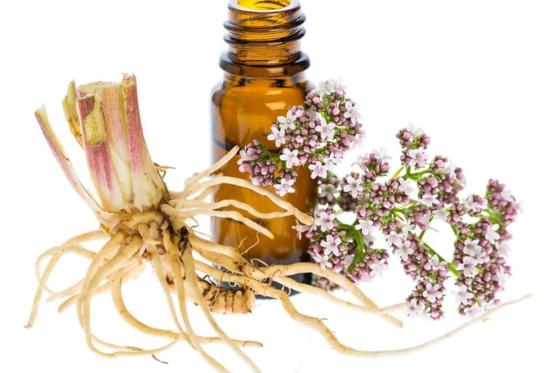 10 léčivých rostlin, které pomáhají v boji proti podzimní depresi, únavě a stresu 15