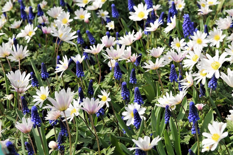 Skvěle vypadají v kombinaci s dalšími cibulovinami, především mezi tulipány (Tulipa) a narcisy (Narcissus), kterým chvíli trvá, než dorostou do květu, ale modřence už září. Veselá je kombinace modřenců se sasankou rozkošnou (Anemone blanda).