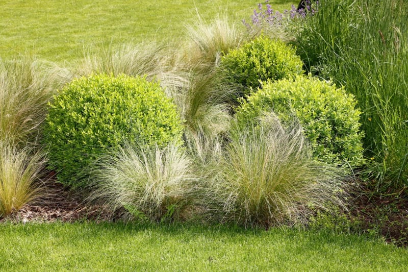 Moderní zahrada ctí ducha První republiky - Obrázek 5 - kavyl - Stipa tenuissima 'Pony Tails'