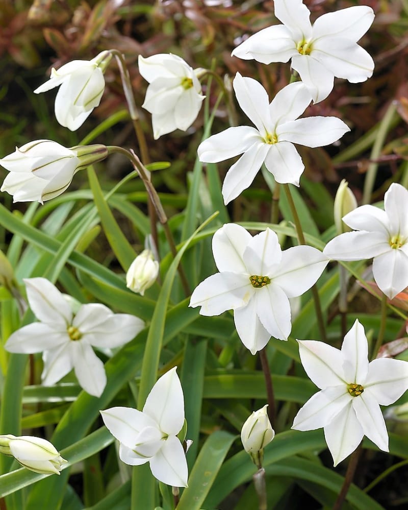 Ifeion jednokvětý (Ipheion uniflorum): Bílý kultivar ‚Alberto Castillo‘   kvete od dubna do června.
