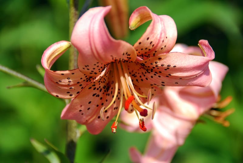 Na začátku září se objevují květy hybridní lilie druhu speciosum neboli lilie nádherné.  Na snímku kultivar Pink Giant.