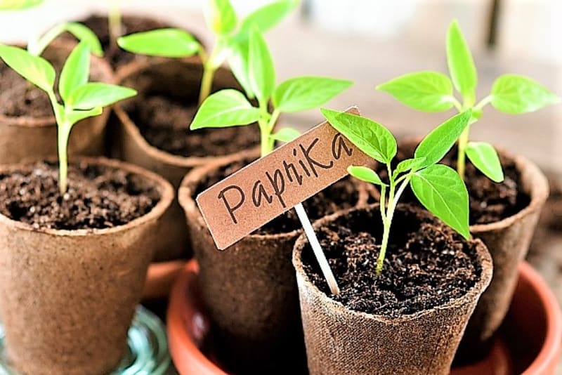 Jednou z prvních zelenin, které vyséváme, je paprika na předpěstování sadby. Aktuální otázka, co se týká pěstování paprik, tedy zní, kdy začít s výsevem semínek. Odpověď je jednoduchá: semínka paprik vyséváme ještě v zimě,  přibližně 10 týdnů před předpokládaným termínem výsadby na záhon, nádob nebo do skleníku. 