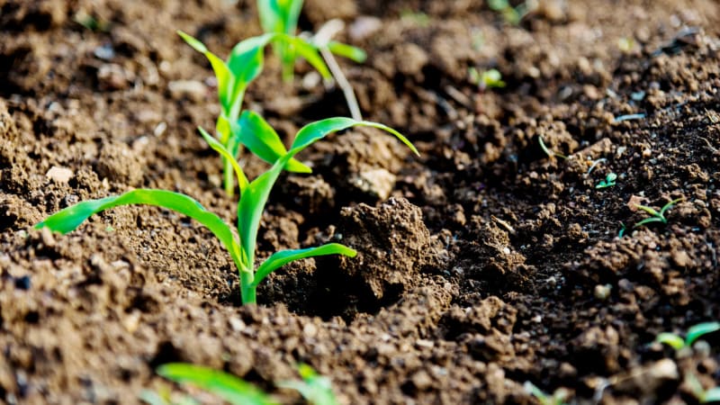 Během vegetace je vhodné rostliny cukrové kukuřice jemně okopávat, protože mají mělký kořenový systém, a tak k nim průběžně nahrnujeme vrstvu zeminy, abychom zvýšili stabilitu rostliny.