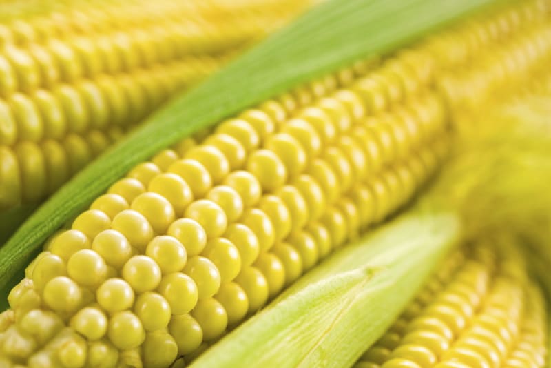 Kukuřice - Obrázek 6