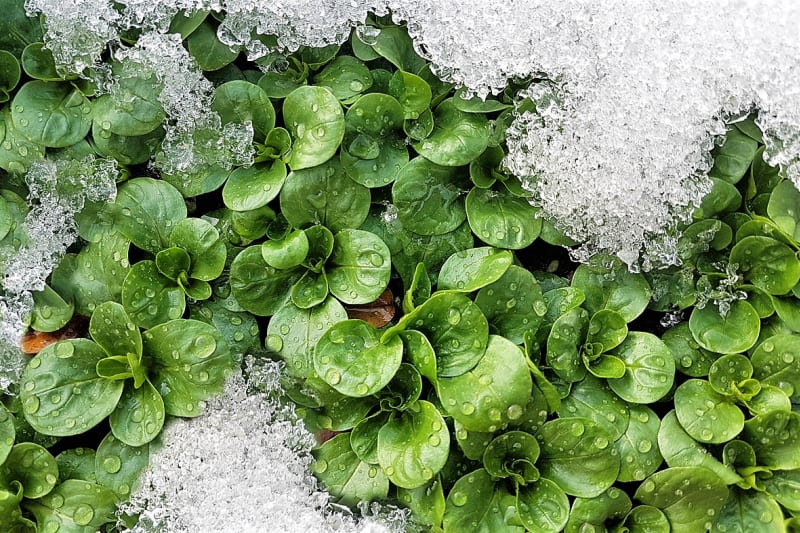 Při postupném výsevu budeme mít čerstvou listovou zeleniny celý rok. Díky tomu, že velmi dobře odolává mrazu, se dá sklízet po celou zimu, klidně i pod sněhem.