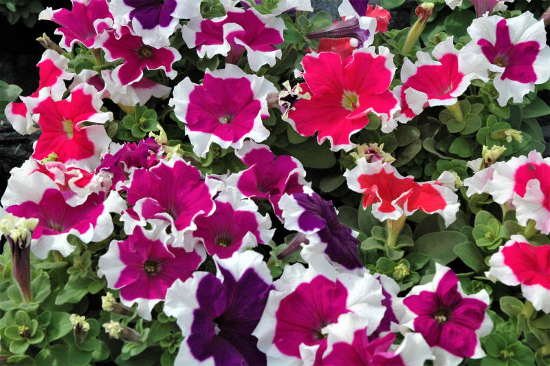 Petúnie, lidově petunky, jsou populární balkonové letničky, obzvláště se jim daří v teplém a suchém létě, které dá vyniknout kráse jejich květů