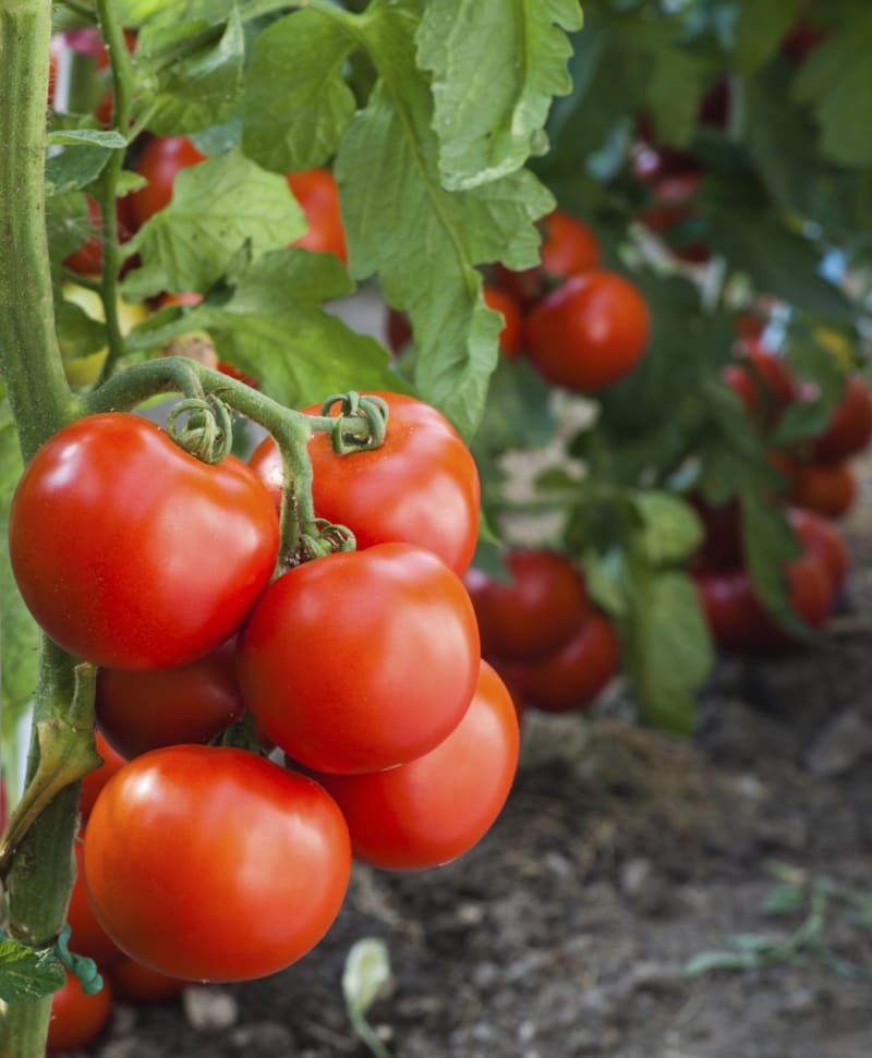 Pěstování rajčat z plátku - Obrázek 1