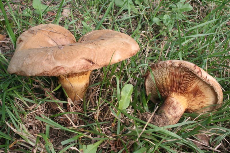 Podzimní houby - Obrázek 21 - Čechratka podvinutá (Paxillus involutus)