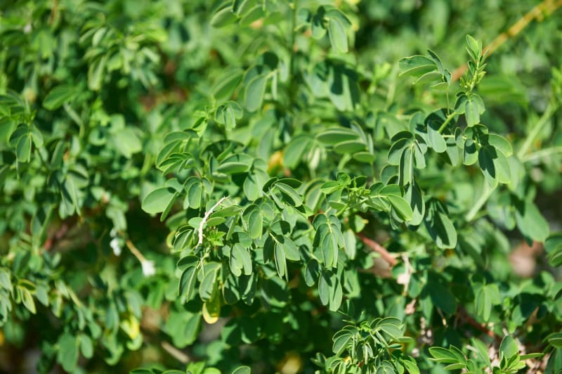 Moringa olejodárná (Moringa oleifera) 2