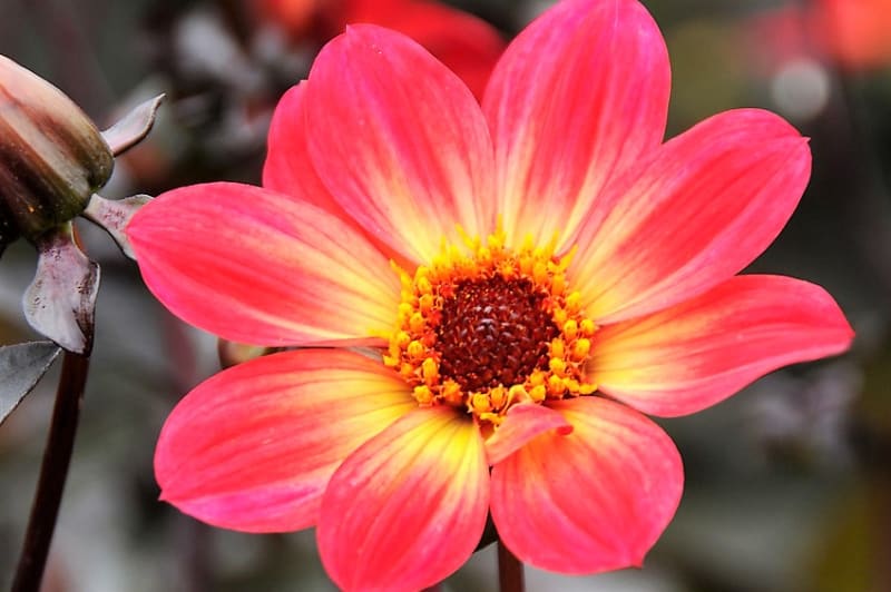 12 rad a tipů, jak zasadit a pěstovat jiřiny, tradiční květiny našich zahrad 5