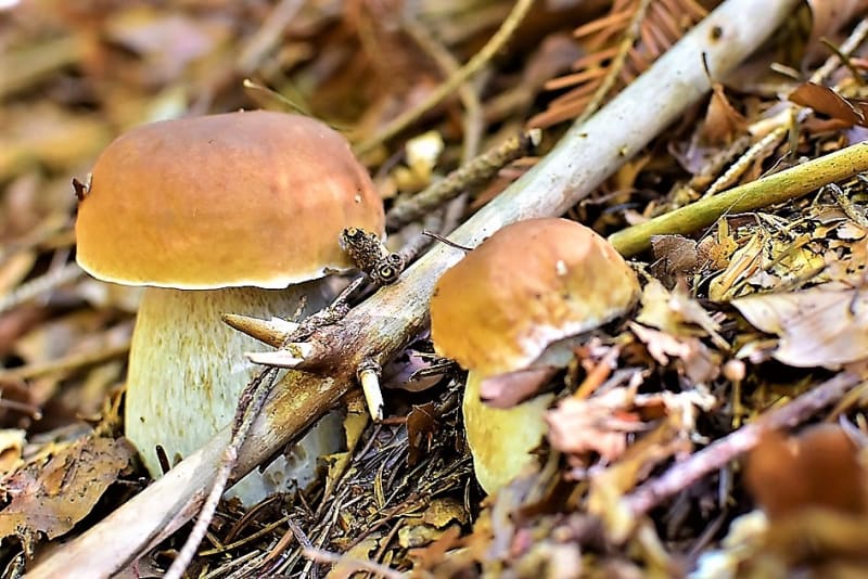 10 nejznámějších hub našich lesů aneb co Čech, to houbař 3