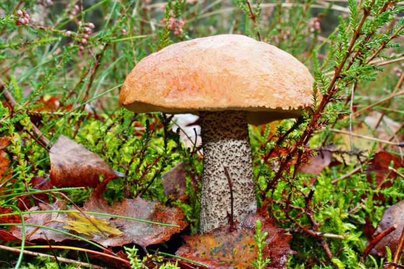 10 nejznámějších hub našich lesů aneb co Čech, to houbař 7