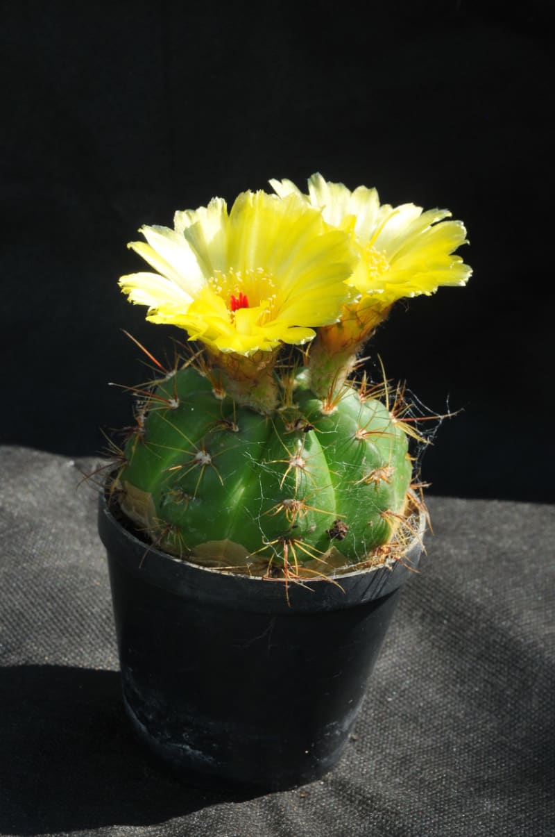 Nenáročné kaktusy  - Obrázek 5 - Notocactus atonis