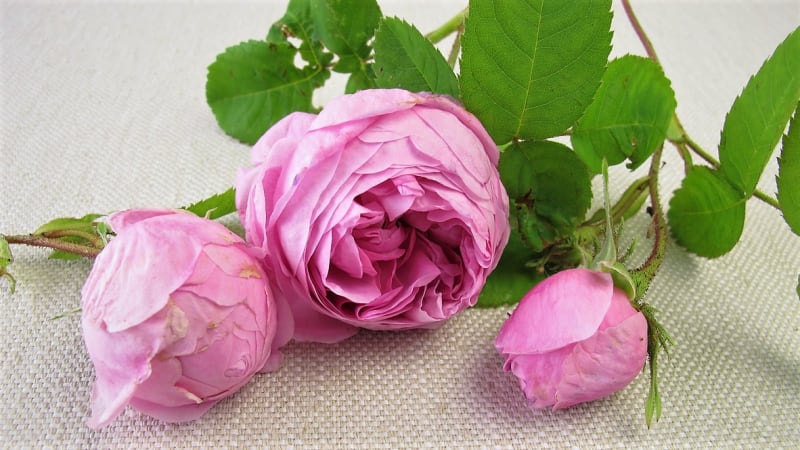 Květy růží nádherně vypadají, neodolatelně voní a možná překvapivě jsou léčivé. Na snímku růže damašská (Rosa damascena), zvaná také damascénská, turecká či bulharská.