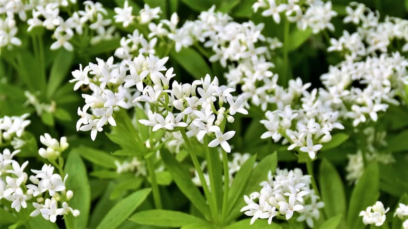 Mařinka vonná neboli svízel vonný (Galium odoratum) je drobná, bíle kvetoucí bylinka s atypickou příjemnou vůni, tak trochu připomínající seno. Byla významnou léčivkou už ve středověku, používala se také jako koření.