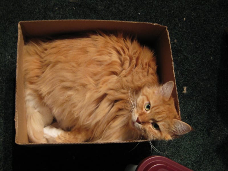 Kočky v krabici - Obrázek 4