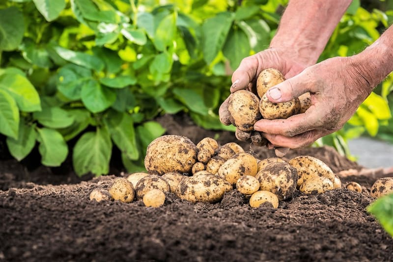 Základním předpokladem úspěšného pěstování brambor na zahradě a na poli, ale i v nádobách na balkoně, je kvalitní, nejlépe certifikovaná sadba.