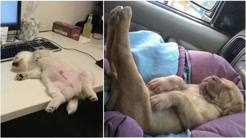 GALERIE: Jasný důkaz, že psi dokáží usnout kdekoliv a kdykoliv - Obrázek 18