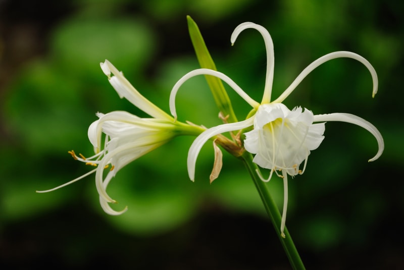 Jakubská lilie je méně známá sestra hvězdníku 6
