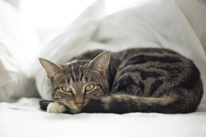 Kočka narozená ve znamení Raka potřebuje pocit bezpečí. Touží po vaší pozornosti, ráda se mazlí a nejlepší pelíšek pro ni je vaše postel.